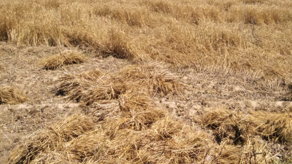 wheat crop got burnt due to breaking of high tension line wire In Firozabad