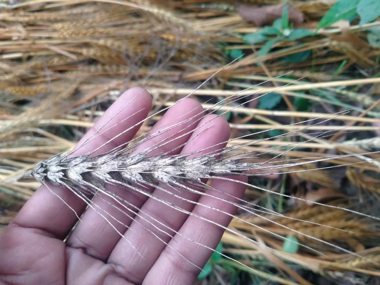 Last week's hailstorm in Varanasi caused a lot of damage to the crops in the area see in pictures