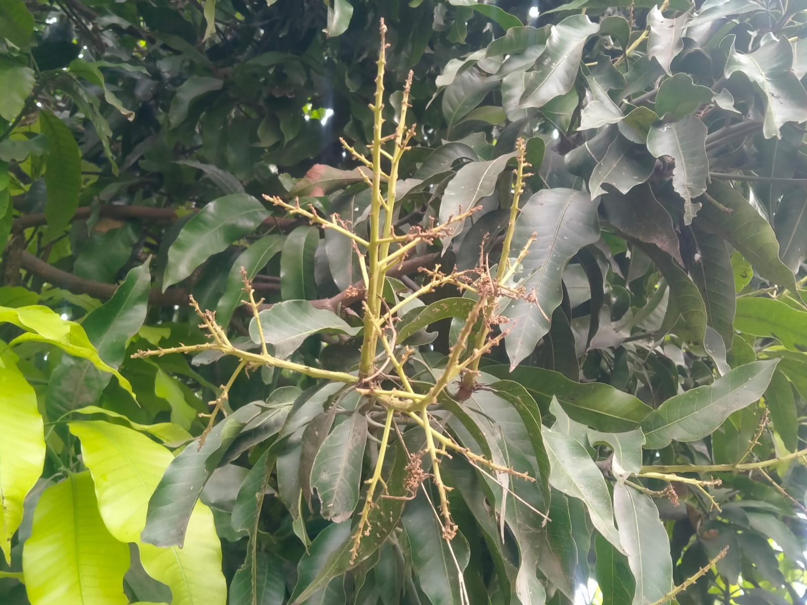 Last week's hailstorm in Varanasi caused a lot of damage to the crops in the area see in pictures
