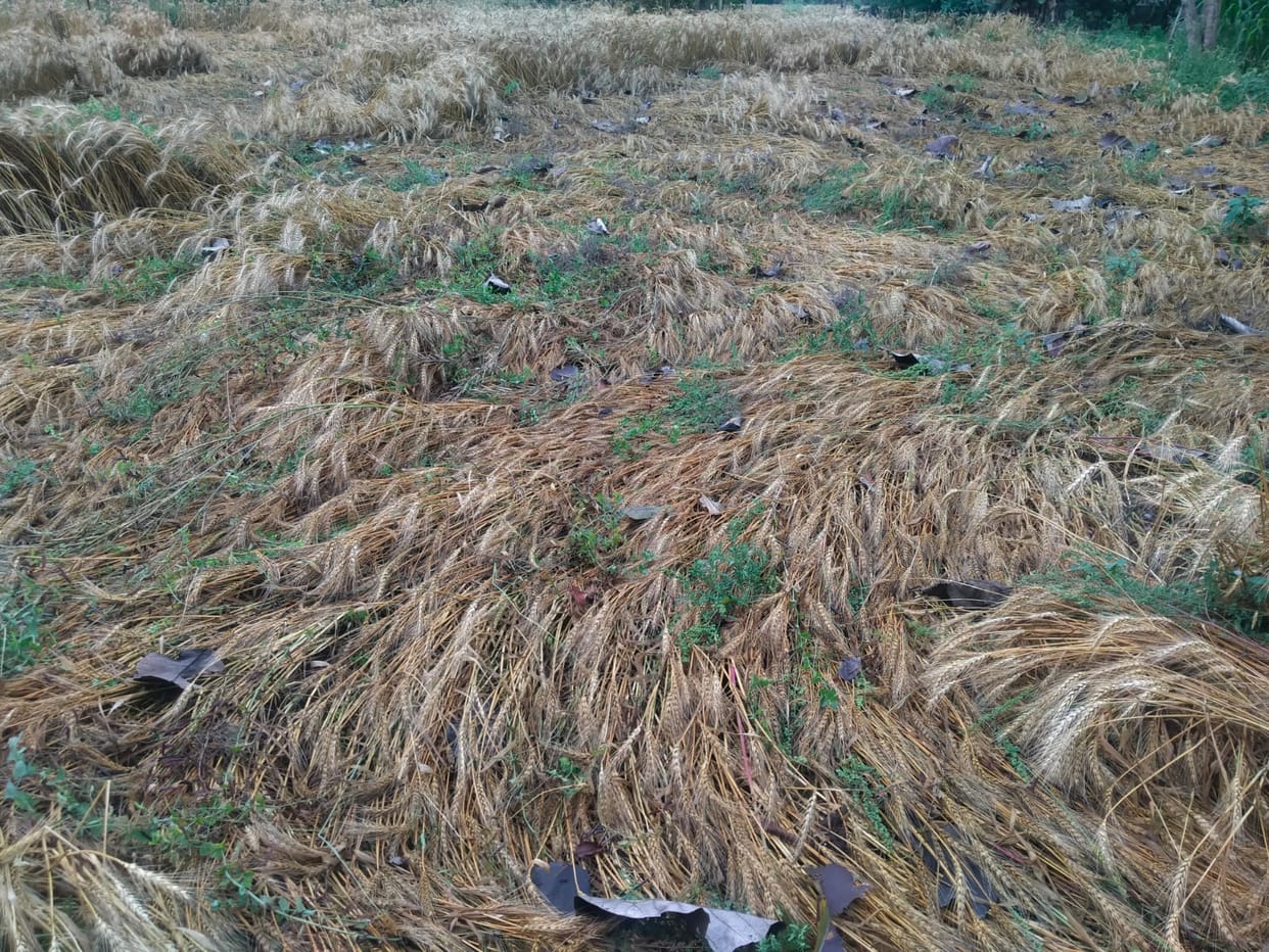 impact of climate change on agriculture affects production food crisis unemployment