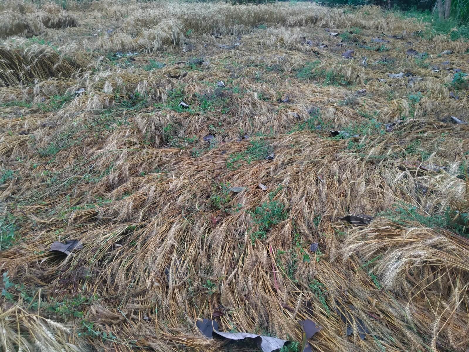 Last week's hailstorm in Varanasi caused a lot of damage to the crops in the area see in pictures