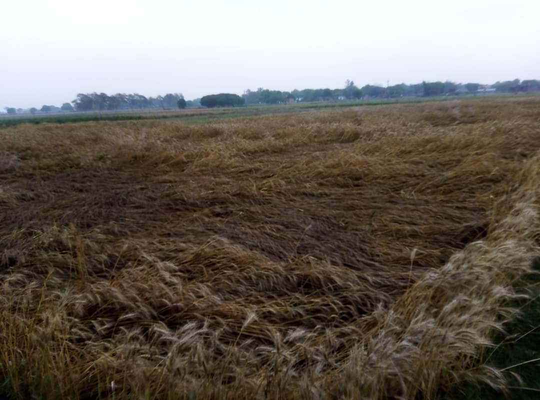 Last week's hailstorm in Varanasi caused a lot of damage to the crops in the area see in pictures