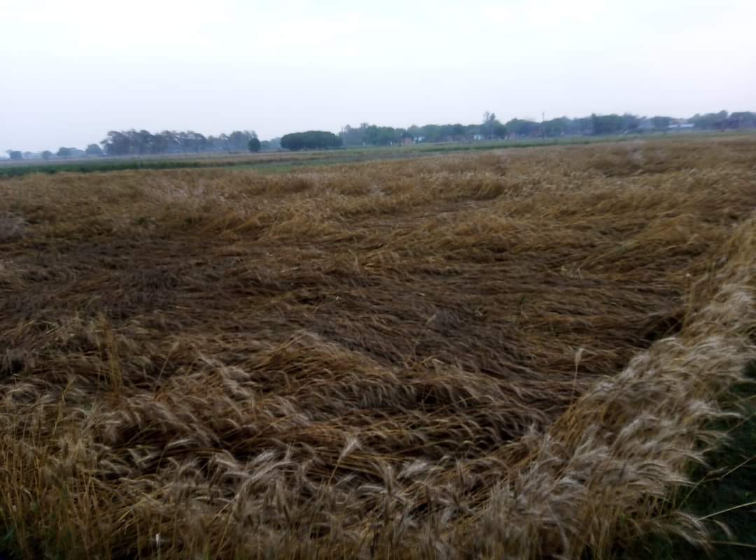 Last week's hailstorm in Varanasi caused a lot of damage to the crops in the area see in pictures