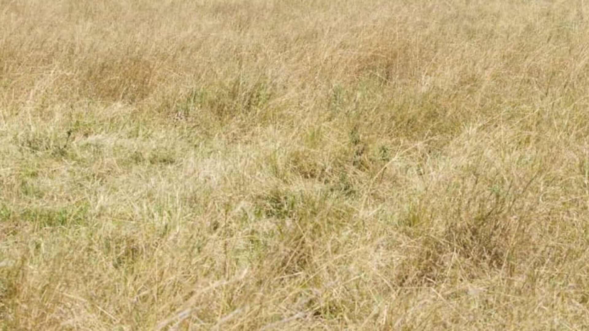OOptical Illusion for IQ Test: can you spot cheetah in this picture test your eyesight brain Iq