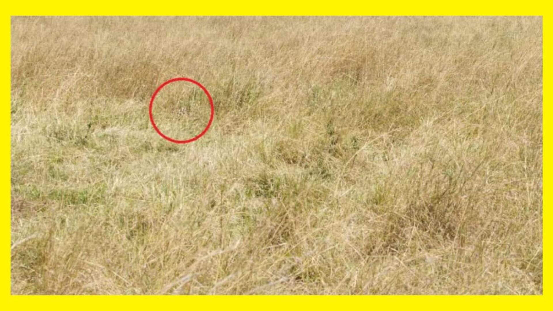 OOptical Illusion for IQ Test: can you spot cheetah in this picture test your eyesight brain Iq