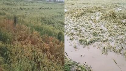 Standing crops of the farmers have been destroyed due to heavy rains and hailstorms in Khatima Uttarakhand