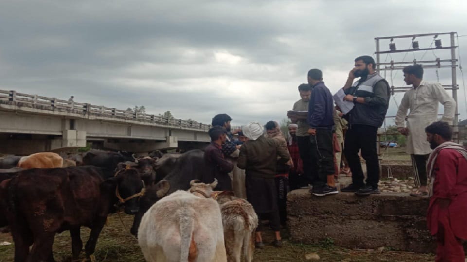 Cattle tagging continues in Jammu's Nagrota, Gujjar families accused of smuggling, administration sets up camp