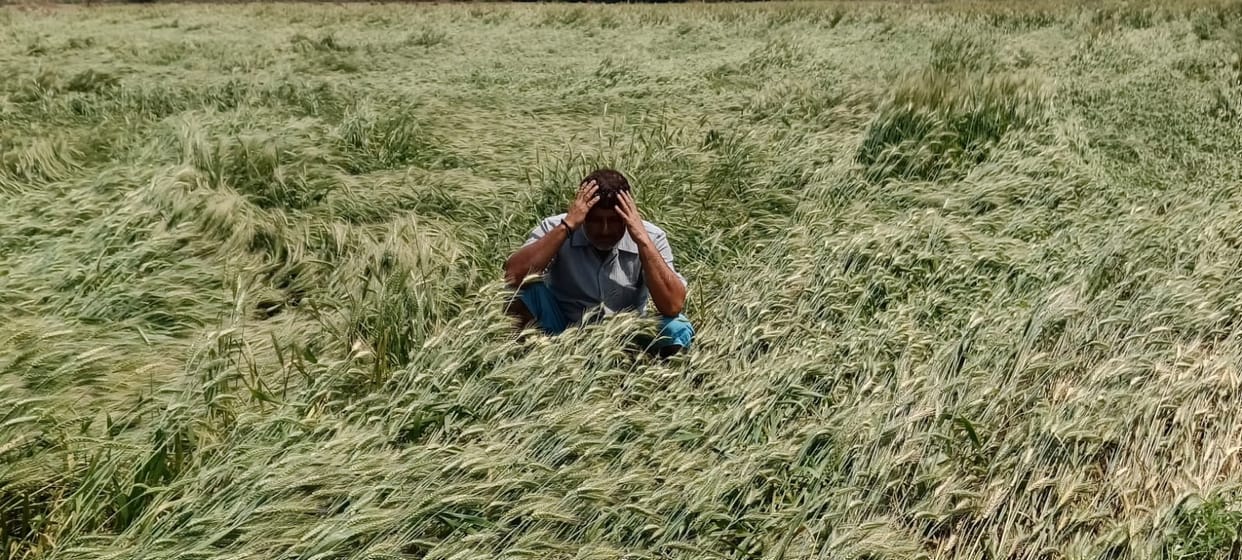 More than 33 percent crop of more than 11 thousand farmers wasted in rain