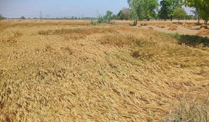 Hailstorm and rain with strong wind in Auraiya, crops lying in the fields, farmers upset