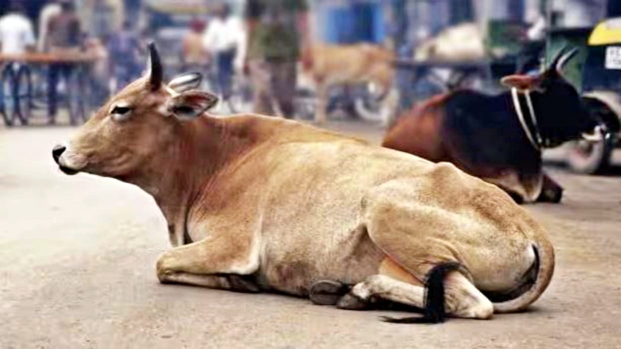 MP News Cow Buffalo Cat and Dogs will now be registered in Gwalior