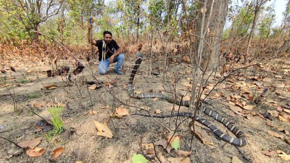 wildlife in chhattisgarh; 11 feet king cobra found in chhattisgarh Korba