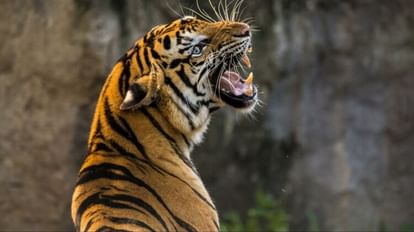 Tiger terror Uttarakhand Pauri curfew imposed in dozens villages Anganwadi centers school will remain closed