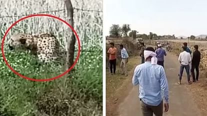 Namibian cheetah entered the village panic among villagers, forest staff reached the spot