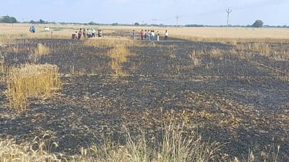 The spark that fell from the high tension wire destroyed 7 bighas of wheat crop, the villagers accused