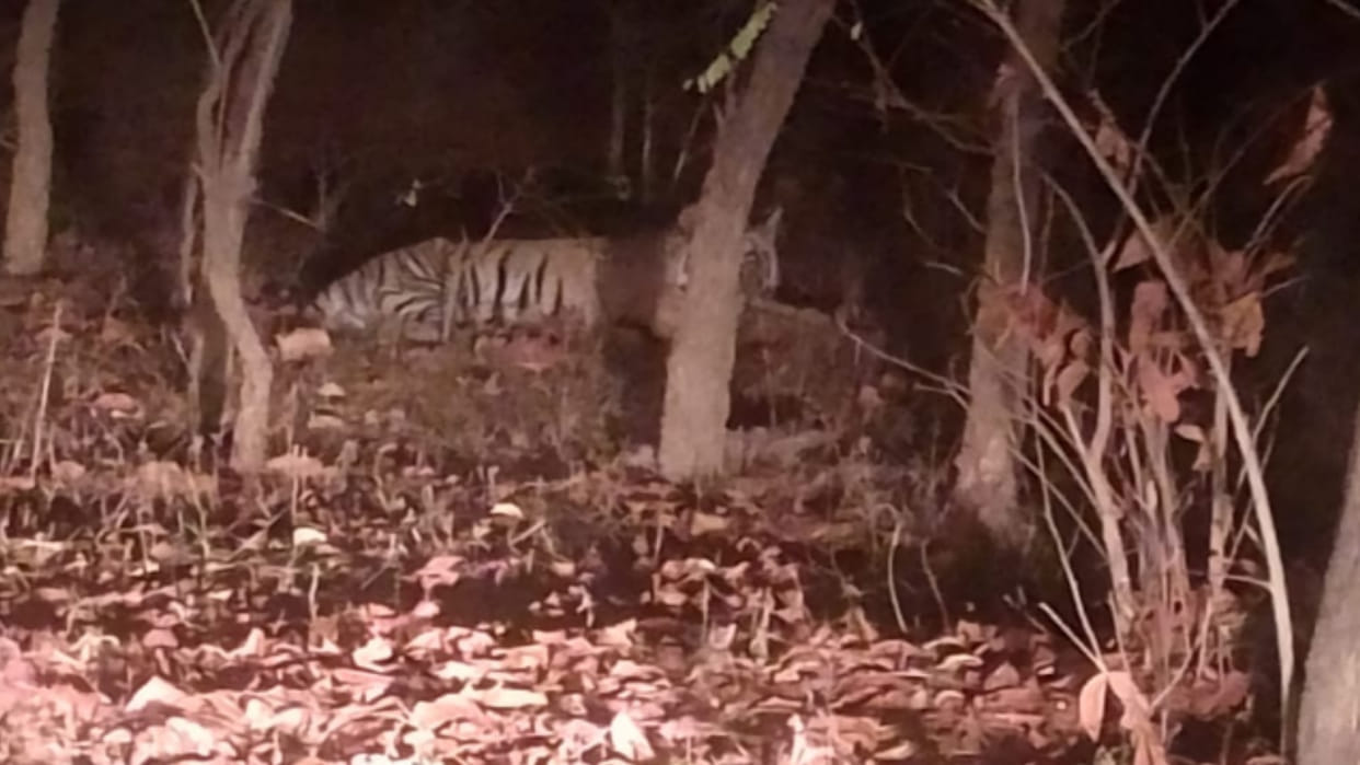 MP News: Tiger roaming in village Raipur, has hunted two domesticated cattle, panic among people