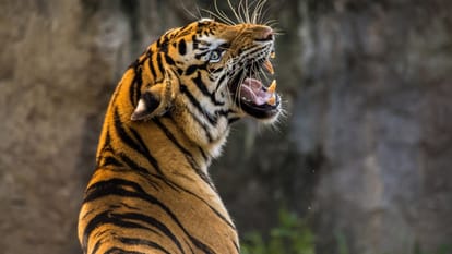 Corbett Tiger Reserve: NTCA report reveals that prey is easily available hence Tigers becoming lazy
