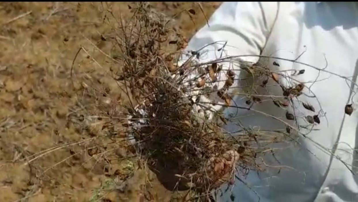 unseasonal rain ruined crops of gram, wheat, mustard and lentils in chhattisgarh gpm