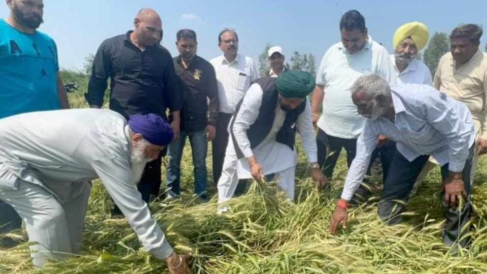 More than 13 lakh hectares of crops damage in Punjab