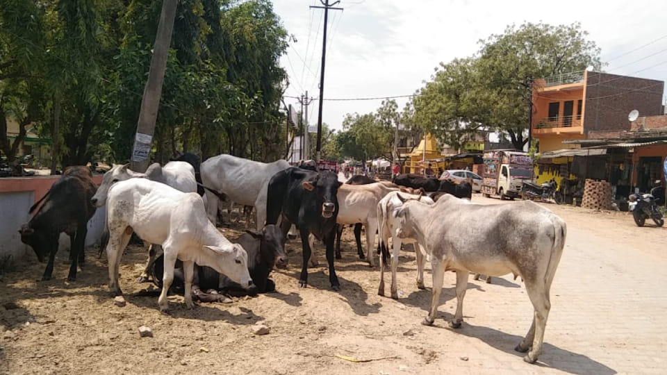 wall collapsed due to collision of bulls woman died after being buried under its debris