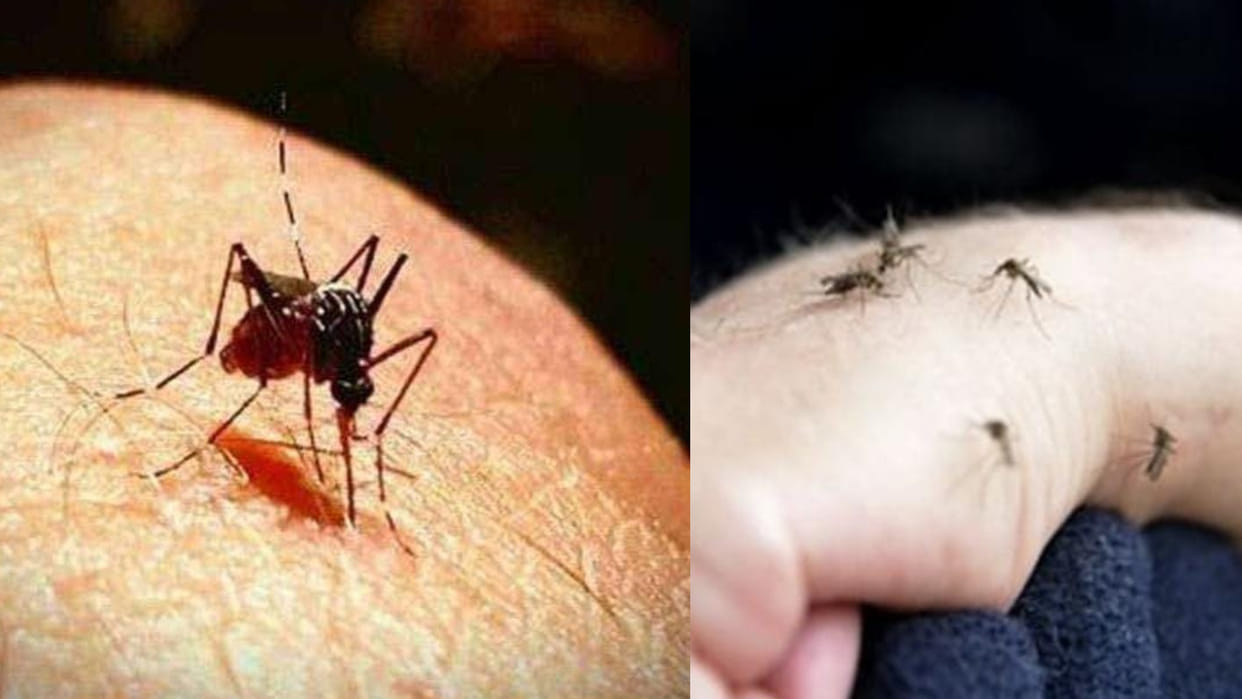People are troubled by mosquitoes in Ujjain, complaints are being made every day