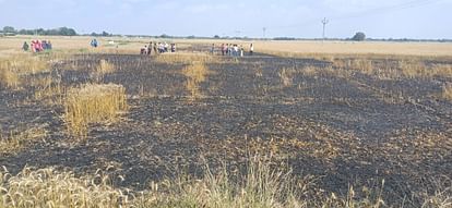 The spark that fell from the high tension wire destroyed 7 bighas of wheat crop, the villagers accused