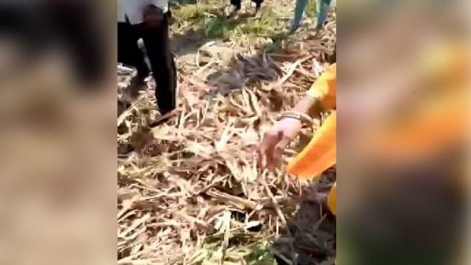 Bullies beat woman in the sugarcane field and tore her clothes in bareilly