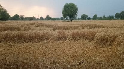 Aligarh News: बारिश और ओलावृष्टि से हुए नुकसान का सर्वे, प्रशासन ने भेजी रिपोर्ट, 10 से 15 फीसद तक हुआ नुकसान Administration sent report 10 to 15 percent loss