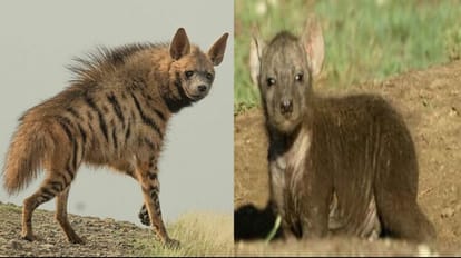 newborn hyena death case in Gorakhpur zoo