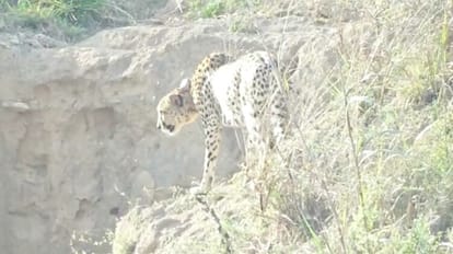 Cheetah Ovan from Kuno Sanctuary again reached residential area, Forest Department keeping eyes on it