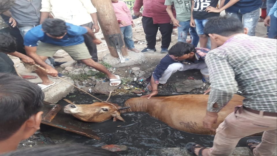 Cow Stuck In A Drain In agra Was Rescued After three Hours Of Hard Work