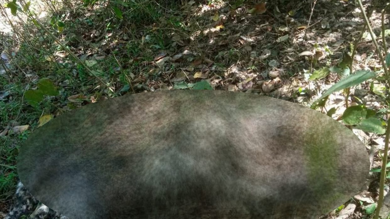 A leopard found dead in fatehpur in Nepal.