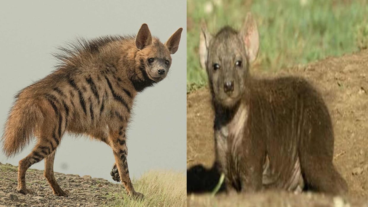 newborn hyena death case in Gorakhpur zoo
