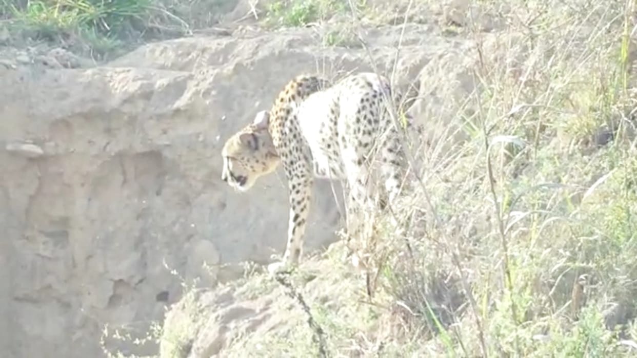 Cheetah Ovan from Kuno Sanctuary again reached residential area, Forest Department keeping eyes on it