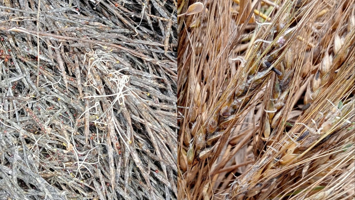 Heavy damage to crops due to hailstorm 4 times and heavy rain 3 times in 18 days in Mahendragarh