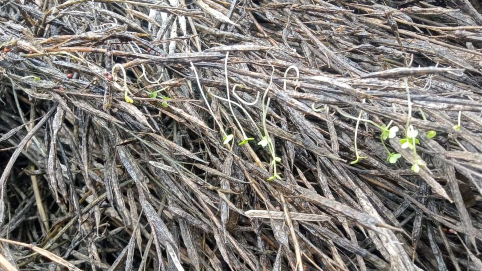 Heavy damage to crops due to hailstorm 4 times and heavy rain 3 times in 18 days in Mahendragarh