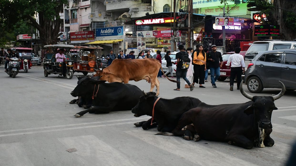 dream of a smart city was destroyed by animals in Prayagraj