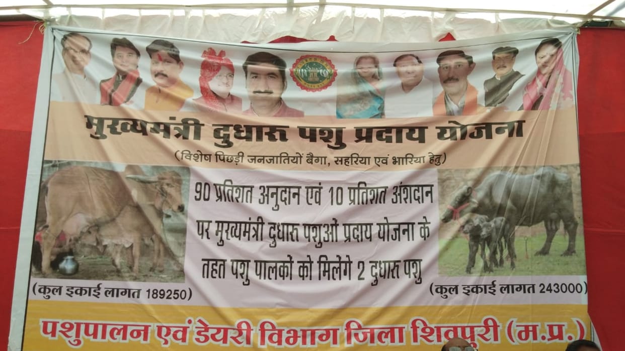 Shivpuri: Trying to woo Sahriya tribals by giving them buffaloes