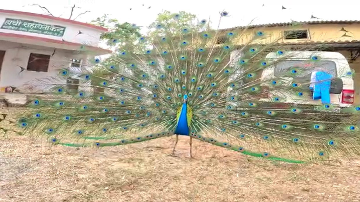Peacock danced in front of chhattisgarh Forest Department office in Korba