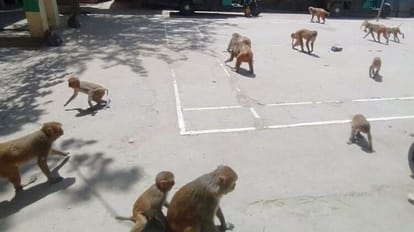 get rid of the menace of monkeys villagers made donations gave a contract to get them caught from Qalandars