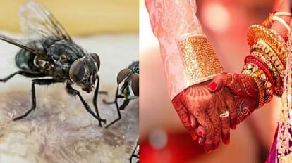 First drive away the fly, then I will come to my in-laws house: Wives are not returning from their maternal homes, many relationships are broken... know what is the matter Terror of flies in the villages of Hardoi, relationships of youth are breaking, boys are sitting bachelor