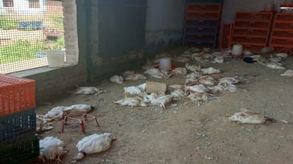 100 chickens killed and 300 stolen by breaking the lock of farm house
