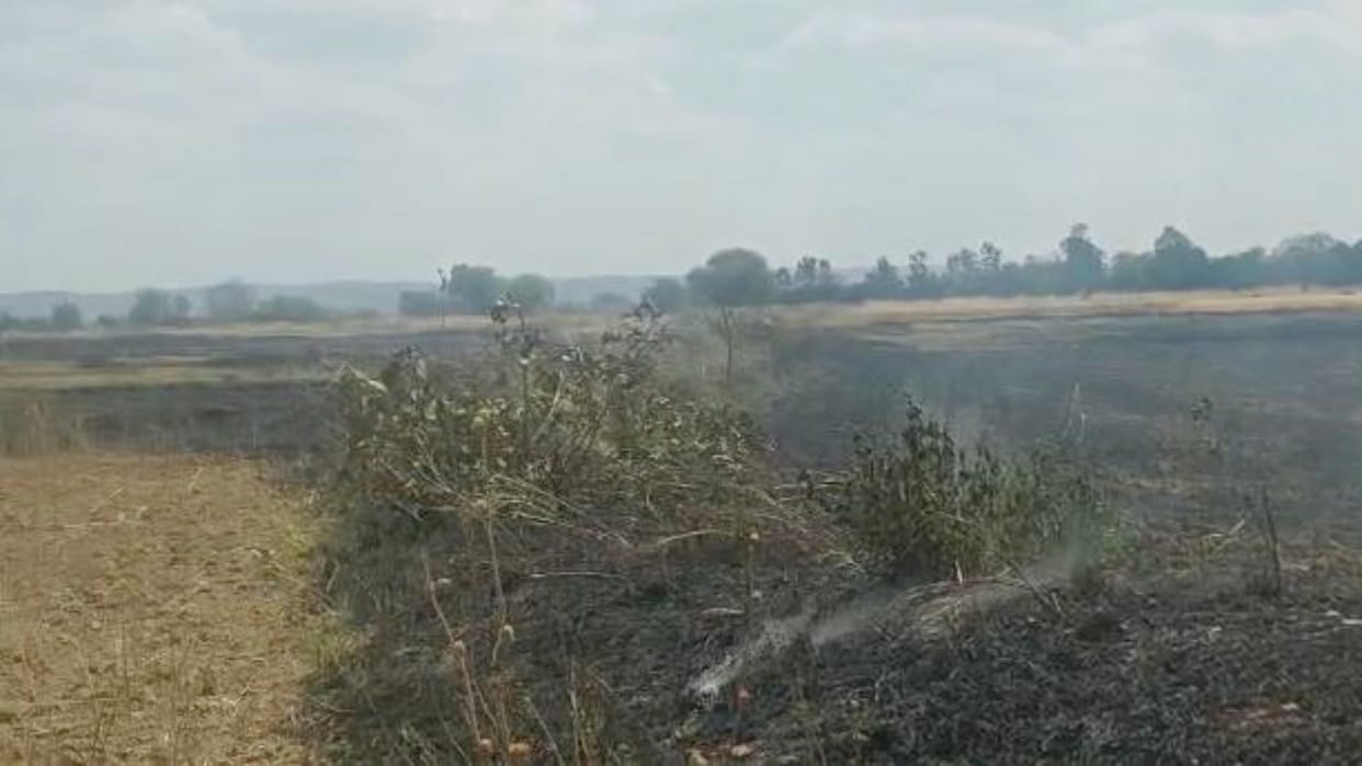 90 acres of wheat crop burnt to ashes due to fire in Satna Madhya Pradesh
