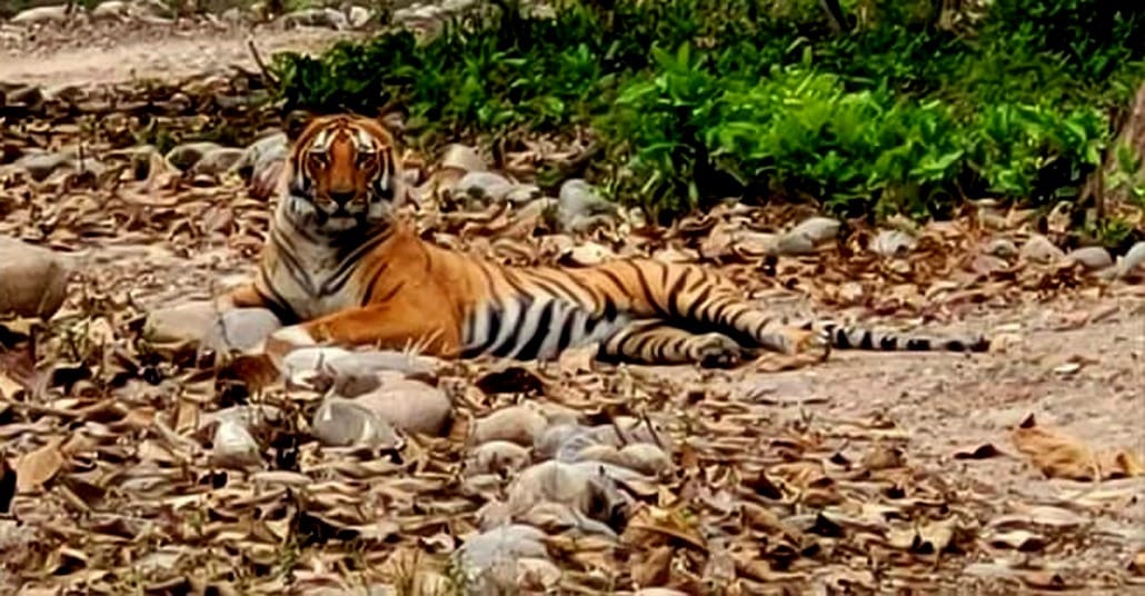 Bijnor: Tigers have started entering the population from forests in Kalagarh, panic among people