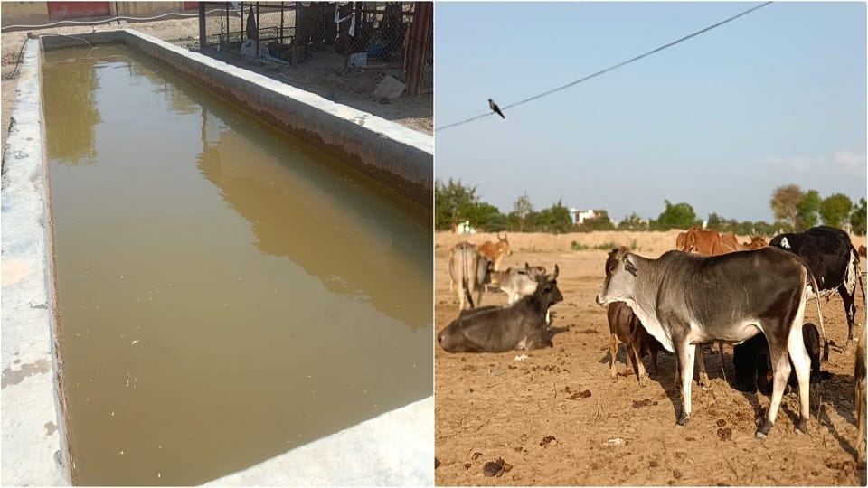 Animal Husbandry Department has come up with subsidy scheme on improved breed of cattle in Agra