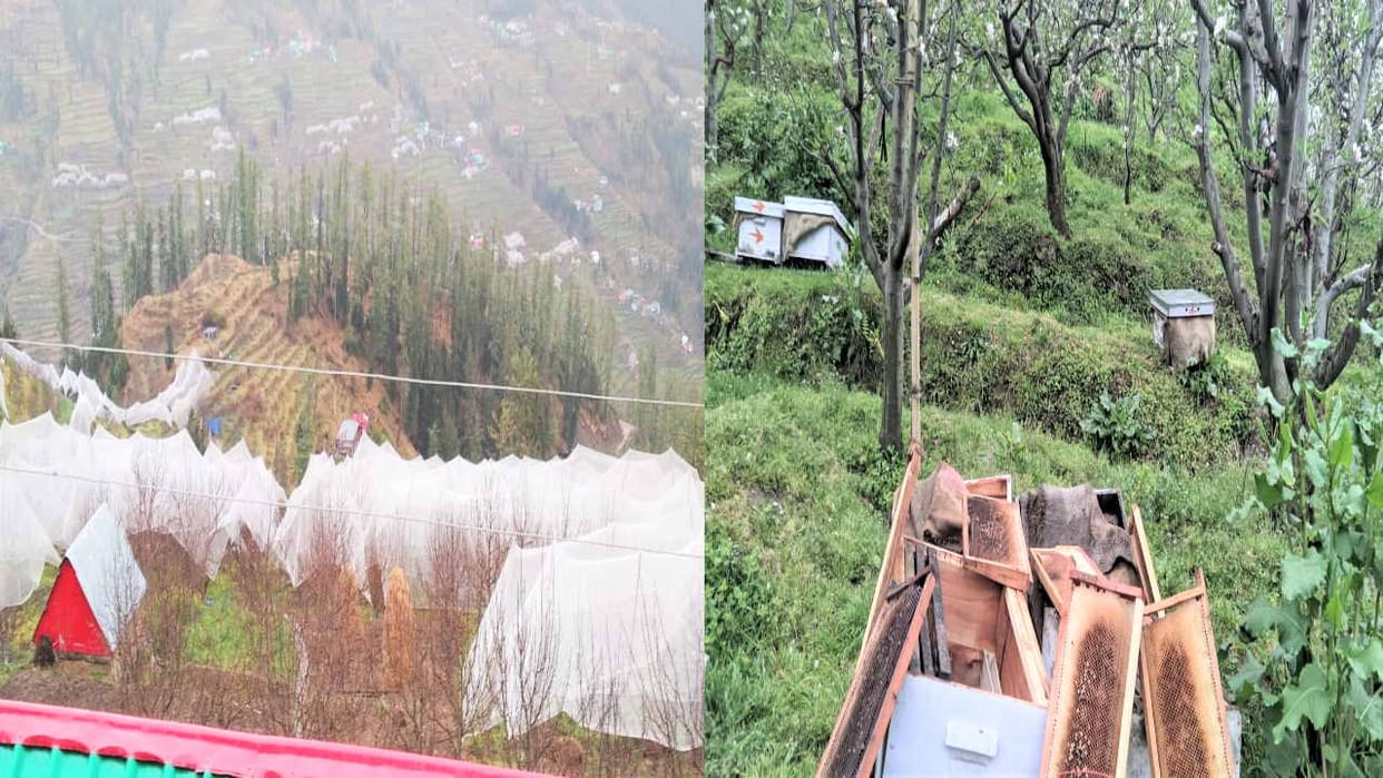 bad Weather effects apple season shifted by 20 days, mango blossom scorched