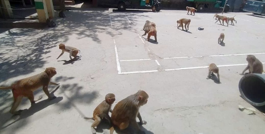 Patients injured by attacks of dogs and monkeys wandering due to lack of injection