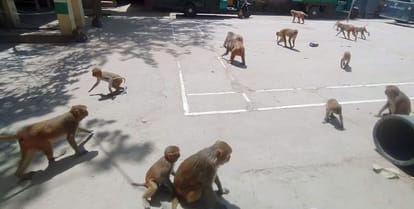 Incident with girl student returning from school: monkey dropped marble from third floor roof, admitted