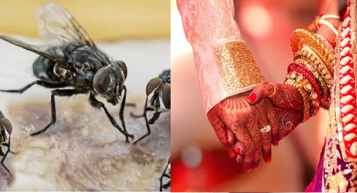 Terror of flies in the villages of Hardoi, relationships of youth are breaking, boys are sitting bachelor