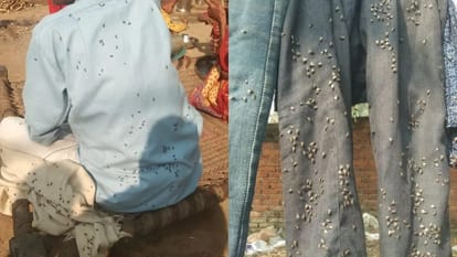Terror of flies in the villages of Hardoi, relationships of youth are breaking, boys are sitting bachelor