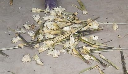 Terror of flies in the villages of Hardoi, relationships of youth are breaking, boys are sitting bachelor